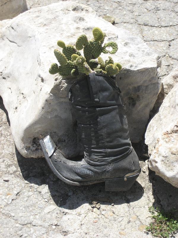 Indigenous Texas Cactus.JPG